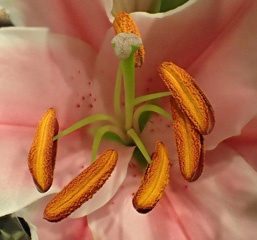 P3300692a